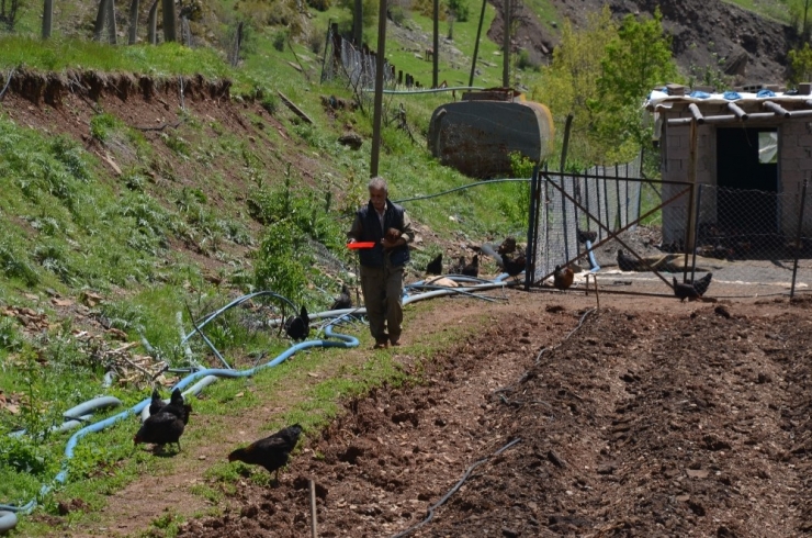 Sydv’den Aldığı 2 Bin Lira İle Tavuk Aldı, Organik Yumurta Satarak Ailesini Geçindirmeye Başladı