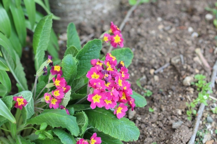 Evde Kalan Vatandaş Kendini Bahçesine Adadı