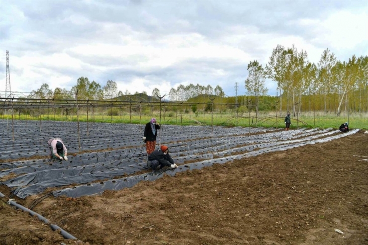 Isparta’nın Aksu İlçesinde Çilek Üretim Hamlesi