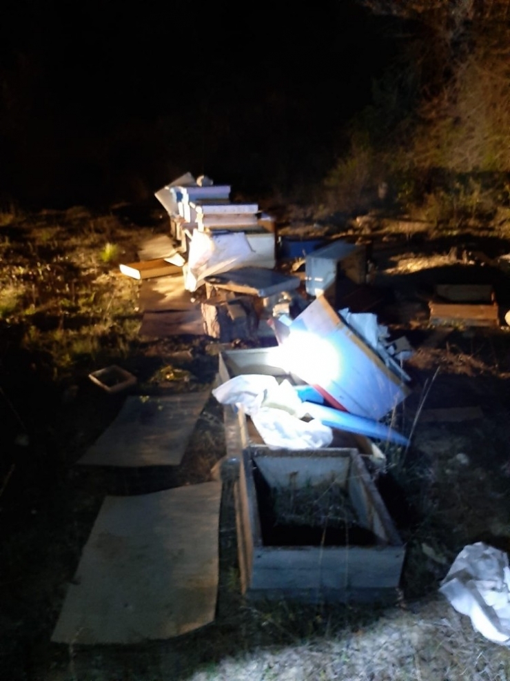 Tosya’da Arı Kovanlarına Ayı Saldırdı