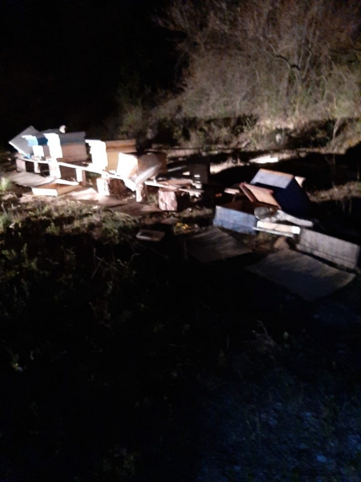 Tosya’da Arı Kovanlarına Ayı Saldırdı