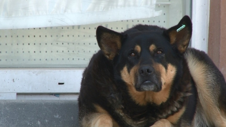 Korona Virüs Yüzünden Binlerce Hayvan Sahipsiz Kaldı