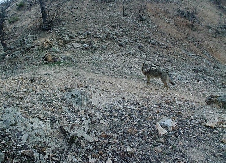 Tunceli’nin Yaban Hayatı Foto Kapanla Görüntülendi