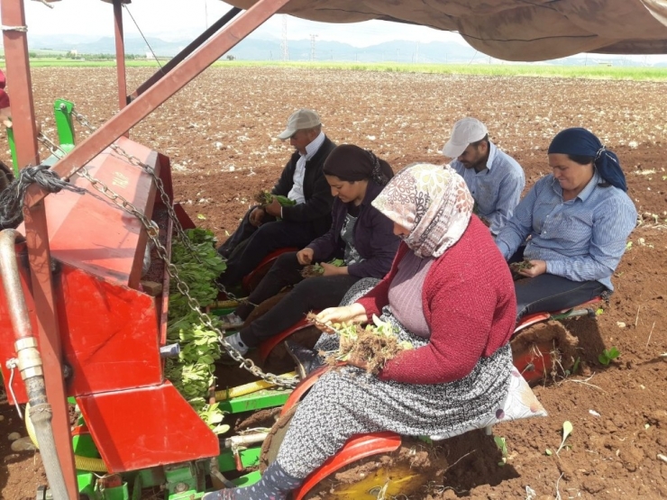 Adıyaman’da Tütün Ekimi Başladı