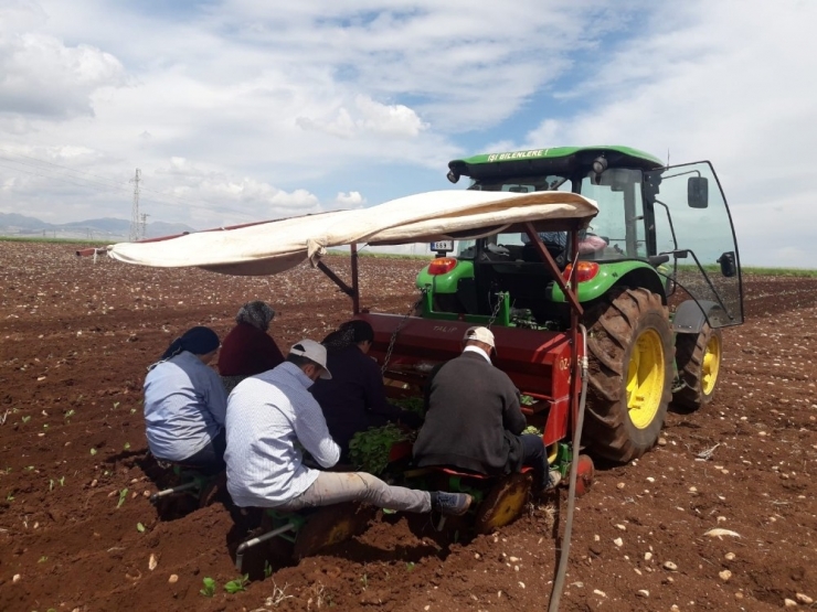 Adıyaman’da Tütün Ekimi Başladı