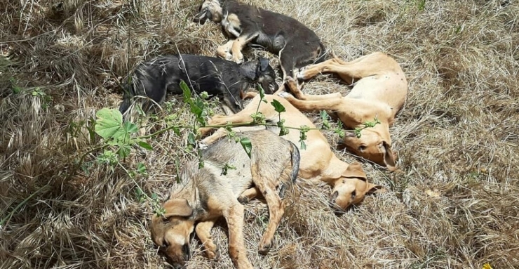 Antalya’da 5 Yavru Köpek Ölü Bulundu, 4’ü Kayıp
