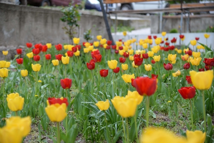 Pursaklar Lalelerin Göz Alıcı Güzelliği İle Taçlanıyor
