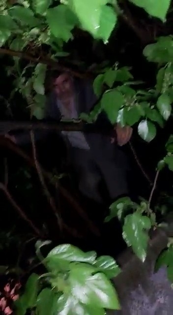 Kumar Oynarken Basıldı Karanlıkta Saklanmak İçin Ağaca Çıktı