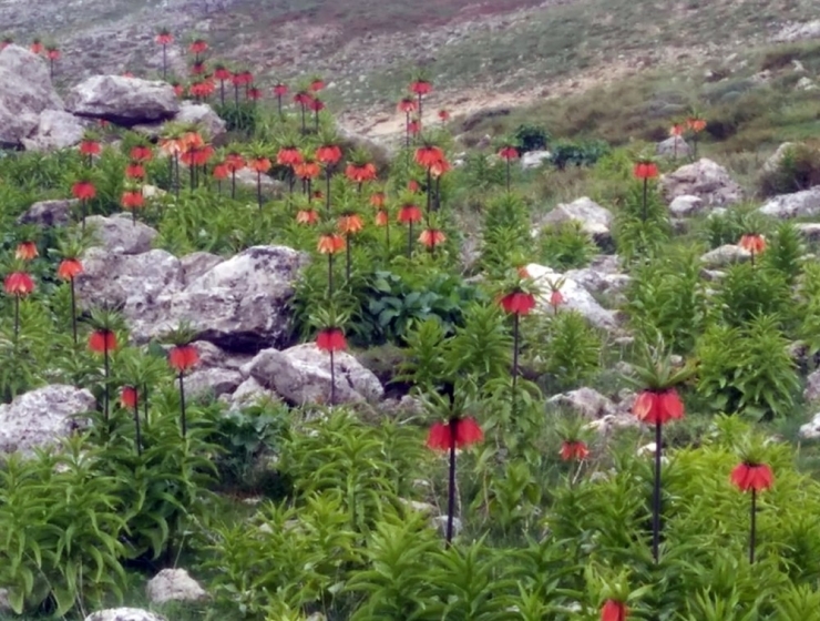 Çemişgezek Dağlarını Ters Laleler Süsledi