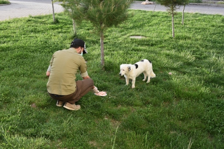 Sondakik Editörleri Sokak Hayvanlarını Unutmadı