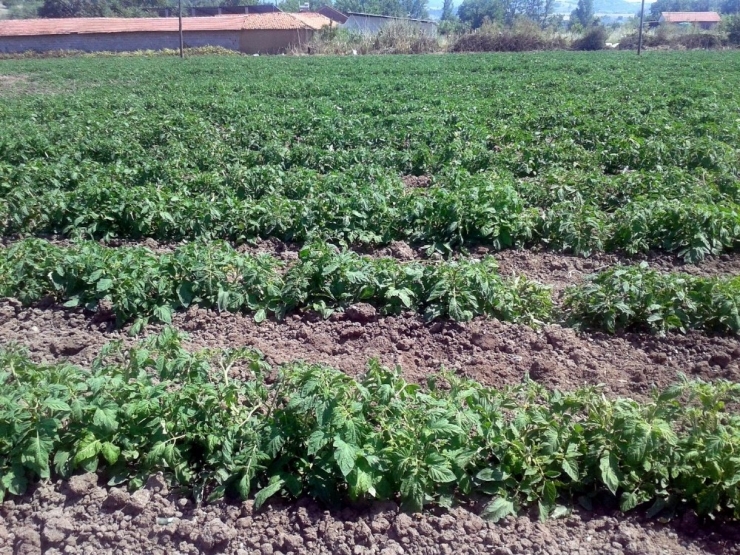 Domateste “Kara Şimşek” Hastalığına Dikkat