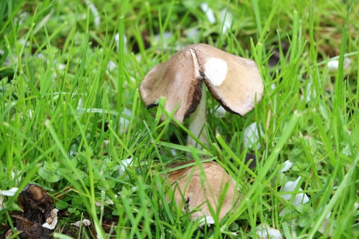 Mantar Zehirlenmelerine Karşı Uyarı