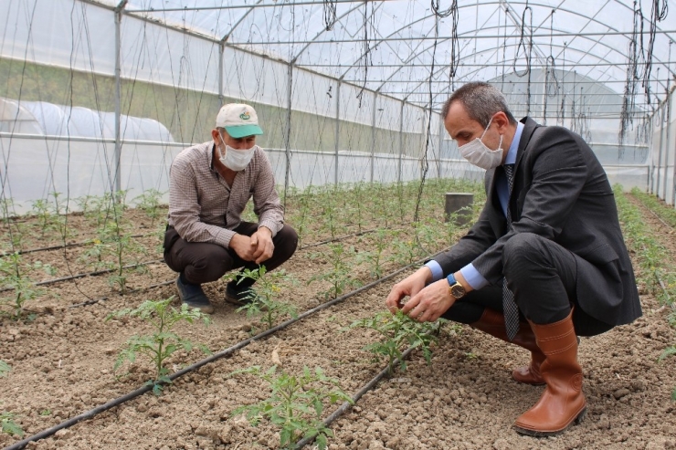 Yerli “Maniye” Domatesinin Ekim Dönemi Başladı