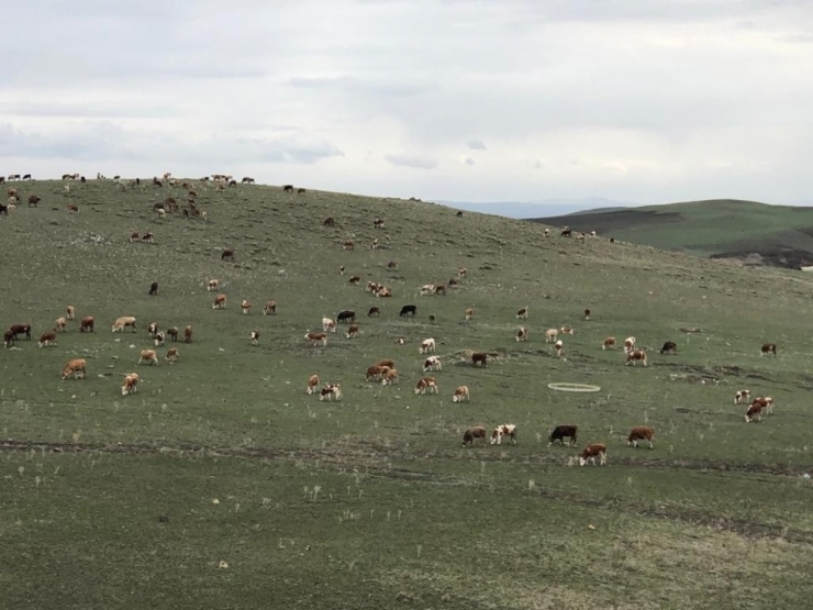 Kars’ta Hayvanlar Meralara Çıktı