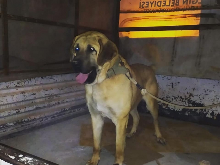 Yasa Dışı Köpek Dövüştüren 10 Kişiye 47 Bin 760 Lira Ceza Kesildi