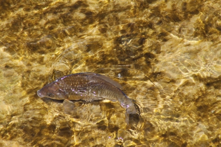 Balıklar Yaşama Tutunabilmek İçin Tersine Göç Etmeye Çalışıyor
