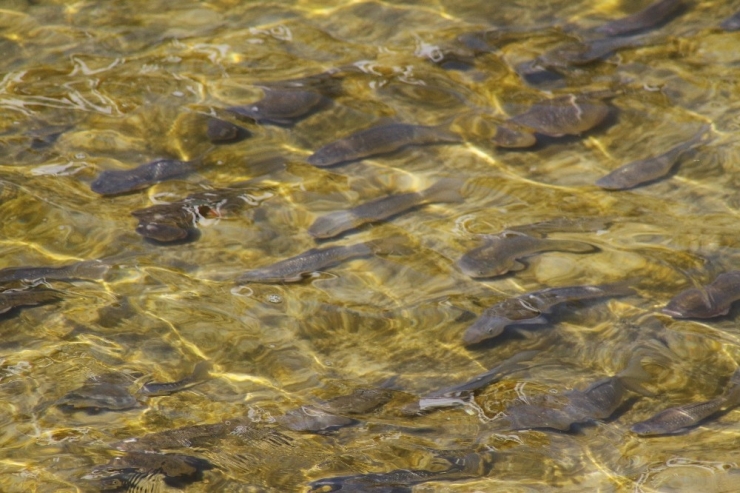 Balıklar Yaşama Tutunabilmek İçin Tersine Göç Etmeye Çalışıyor