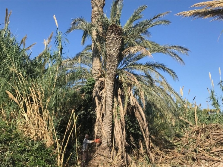 Yenişehir’de Palmiye Kırmızı Böceği Tespit Edilen Ağaçlar İmha Edildi
