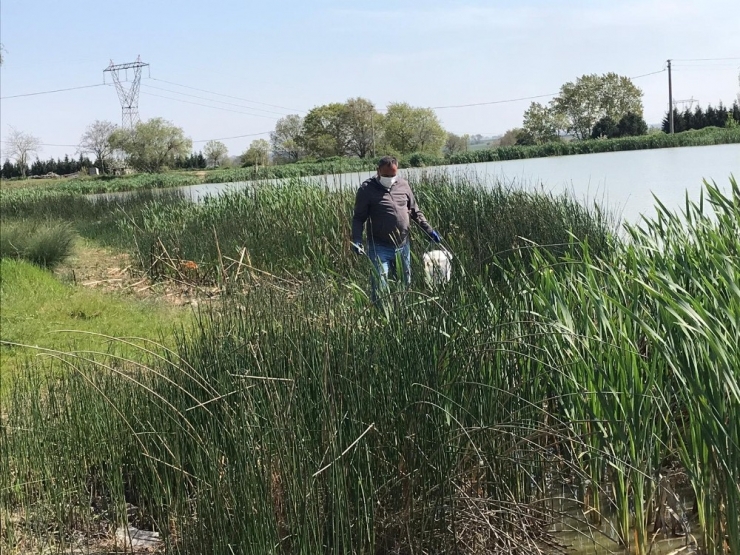 Ergene Belediyesi Larva İle Mücadele Çalışmalarını Arttırdı