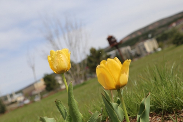 Öğrencisiz Kampüste Bahar Manzaraları