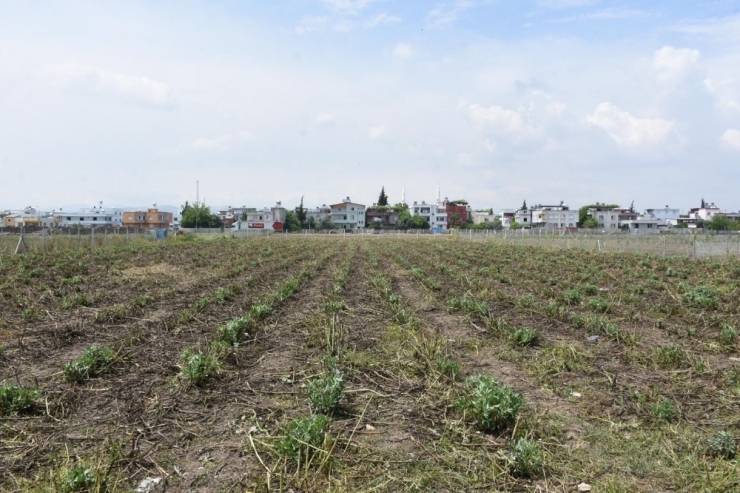 Tarsus Belediyesi, ‘Zehirsiz Sofralar Kuruyoruz’ Projesini Hayata Geçiriyor