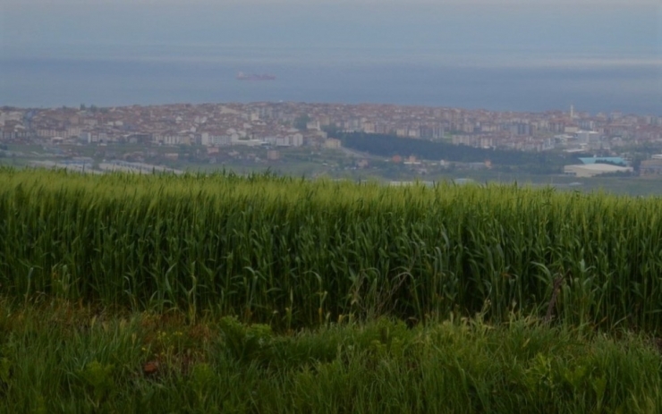 Tekirdağ’da Bol Yağış Çiftçilerin Umutlarını Yeşertti