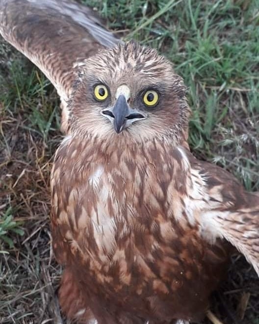 Yaralı Şahin Tedavi Altına Alındı