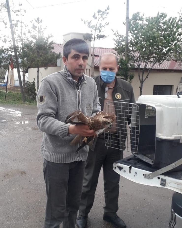 Yaralı Şahin Tedavi Altına Alındı