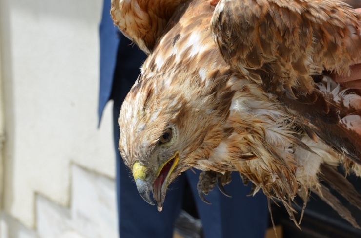 Yaralı Kızıl Şahin Tedavi Altına Alındı