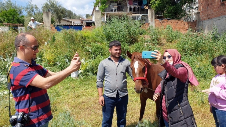 Alnında Kuş Figürü Bulunan At İlgi Odağı Oldu