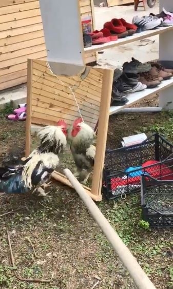 Horoz Aynada Kendini Görürse