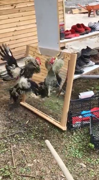 Horoz Aynada Kendini Görürse