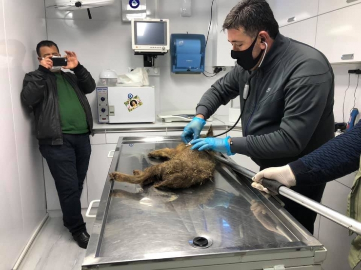 Köpeklerin Yaraladığı Yavru Çakal Tedavisinin Ardından Yeniden Doğaya Salındı