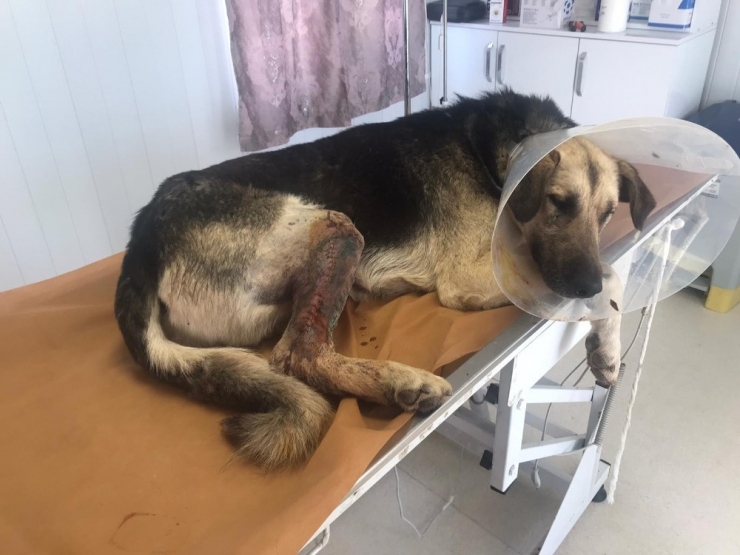 Batman’da Aracın Çarpmasıyla Ayağı Kırılan Köpeğe Ameliyatla Platin Takıldı