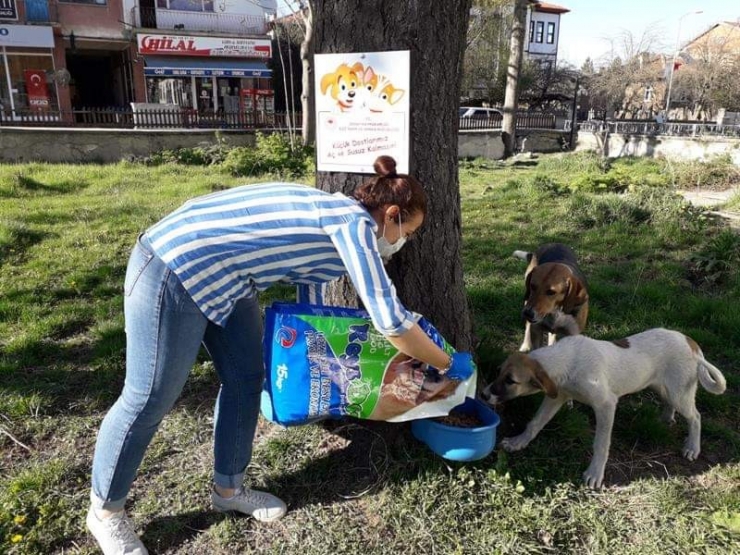 Daday’da Sokak Hayvanları Unutulmadı