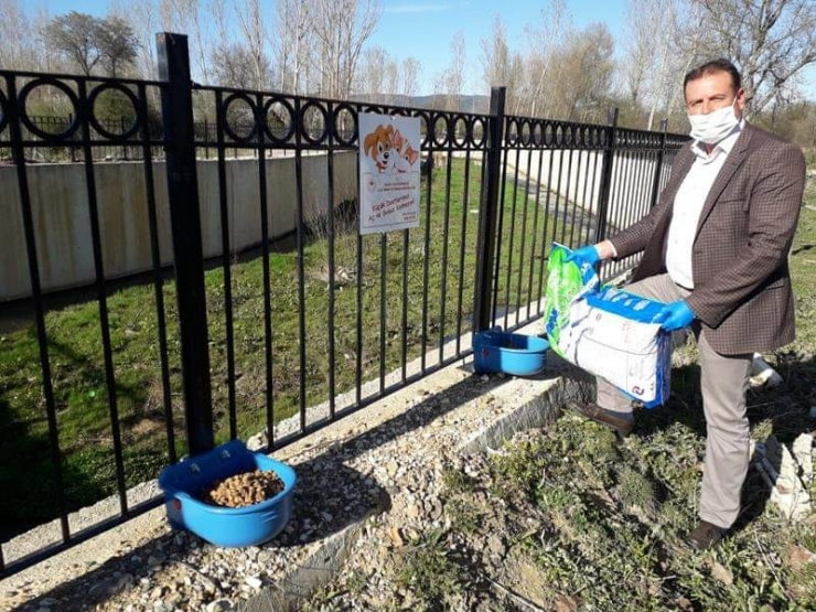 Daday’da Sokak Hayvanları Unutulmadı