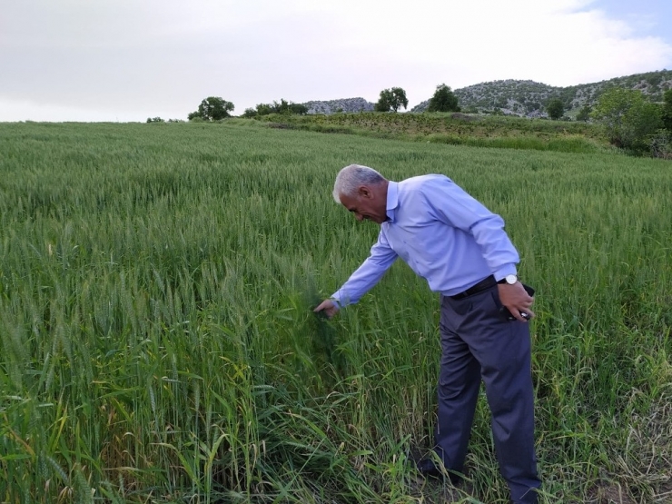 Silvan Ziraat Odası Başkanı Çapan: "Süne İle Mücadele Tam Zamanında Yapılmalıdır"