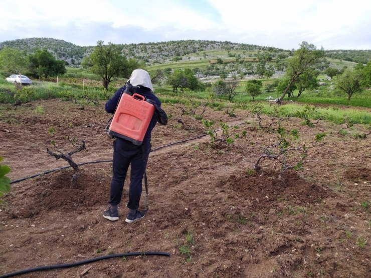 Silvan’da Üzüm Bağları İlaçlanıyor