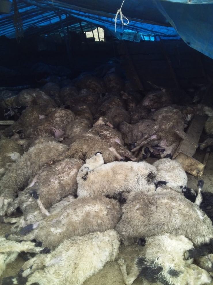 Elazığ’da Kurtlar, 120 Koyunu Telef Etti