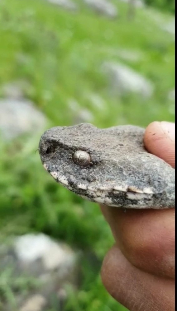 Türkiye’nin Zehri En Ölümcül Yılanı Derecik’te Görüldü