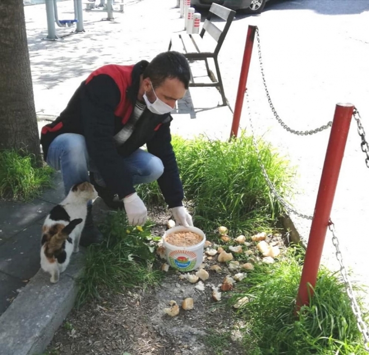 Başkan Demirtaş’tan Vatandaşlara ’Sokak Hayvanları’ Çağrısı