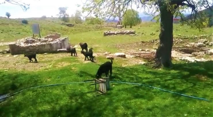 Antik Kentte Koyunlar Otluyor