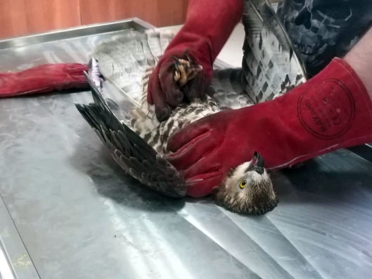 Kars’ta Arı Şahini Tedavi Altına Alındı