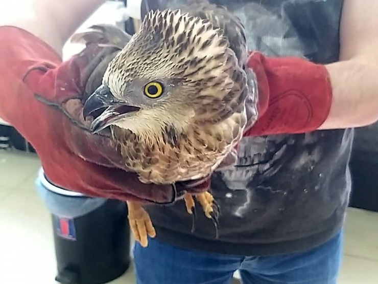 Kars’ta Arı Şahini Tedavi Altına Alındı