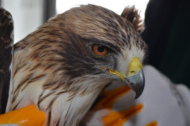 Yaralı Şahine Bünyan Belediyesi Sahip Çıktı