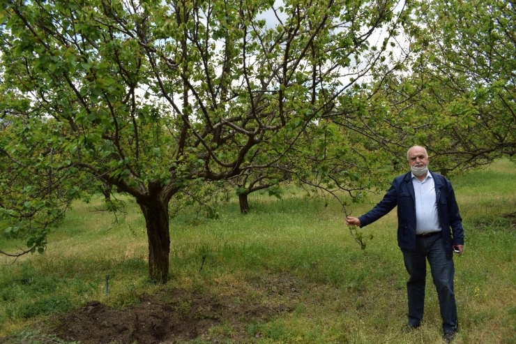 Tarım İlacı Kayısı Ağaçlarını Kuruttu
