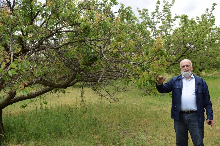 Tarım İlacı Kayısı Ağaçlarını Kuruttu