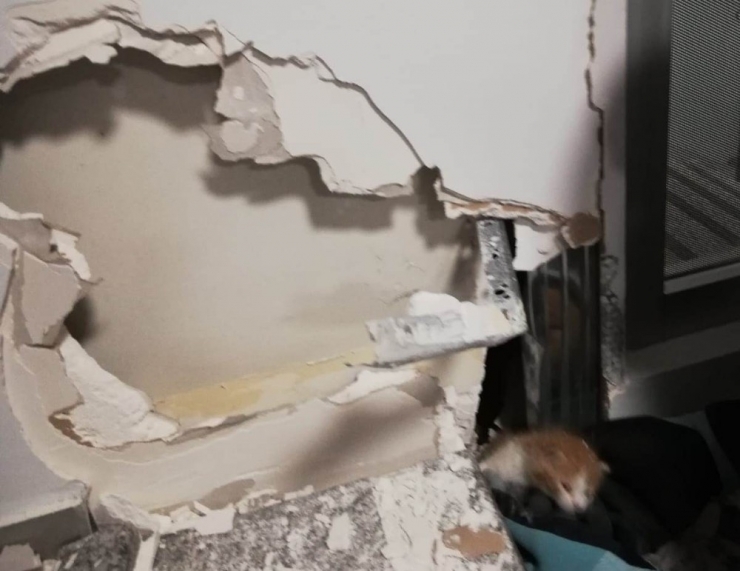 Banka Duvarının İçine Sıkışan Yavru Kedi Kurtarıldı