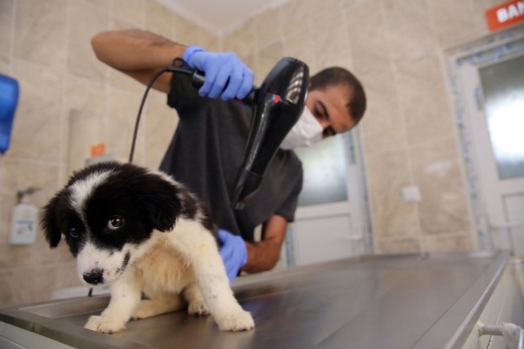 Büyükşehir Belediyesi’nden Sokak Hayvanlarına 5 Yıldızlı Hizmet