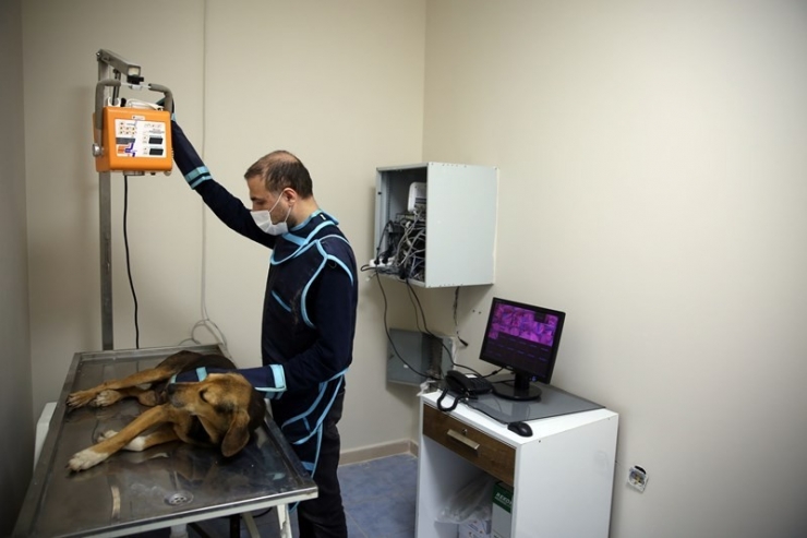 Büyükşehir Belediyesi’nden Sokak Hayvanlarına 5 Yıldızlı Hizmet